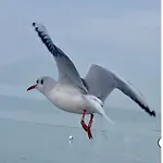 öböl Daire Balatonboglár