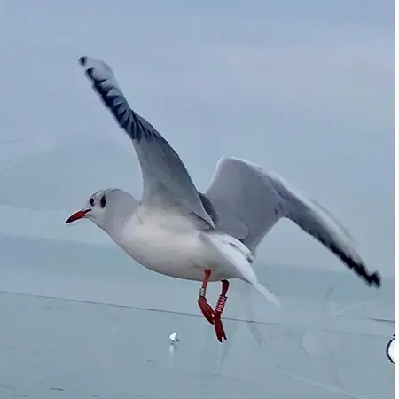 Oeboel Apartament Balatonboglár