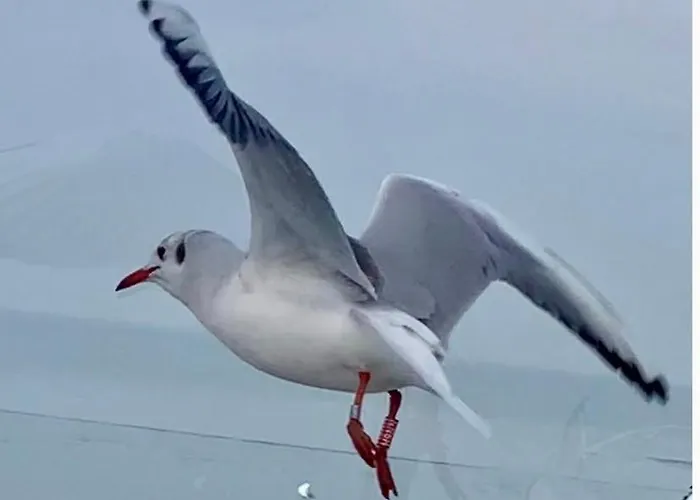 Oeboel Apartament Balatonboglár